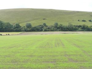Young grass on 20th July 2009