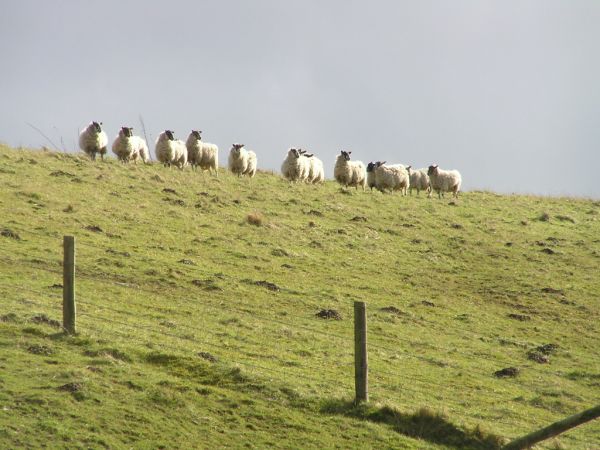 Sheep on 3rd March 2007