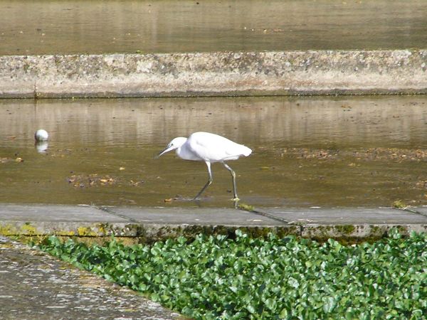 Little Egret on the watercress beds on 28th March 2006