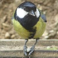 Great Tit on 7th May 2006