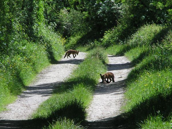 Fox cubs in Church Bottom on 4th June 2006