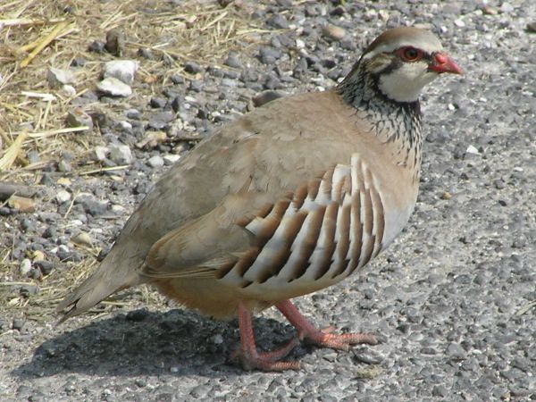 Red Legged Partridge at Fifield Bavant on 7th June 2006