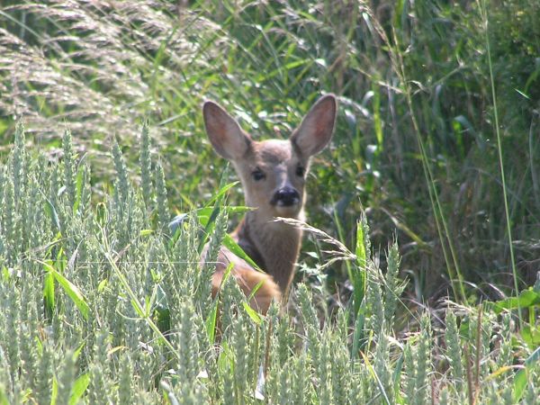 Young deer south of Bishopstone on 29th June 2006