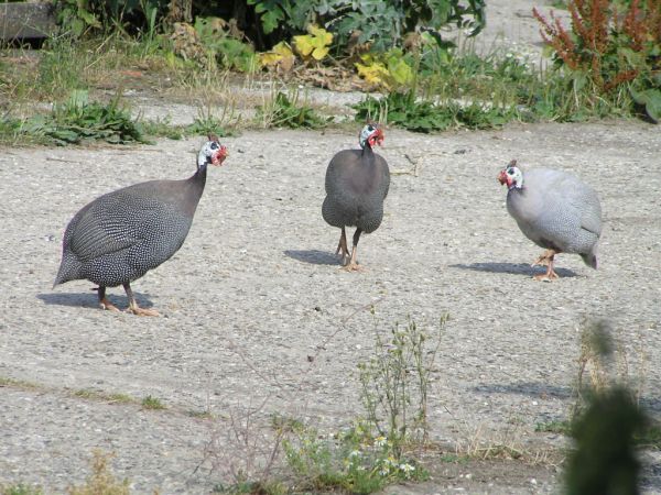 Guinea fowl at Bishopstone on 21st July 2006