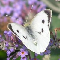 Large white butterfly on 27th July 2006