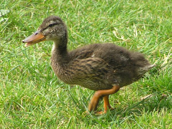 Duckling at Mead End on 22nd August 2006