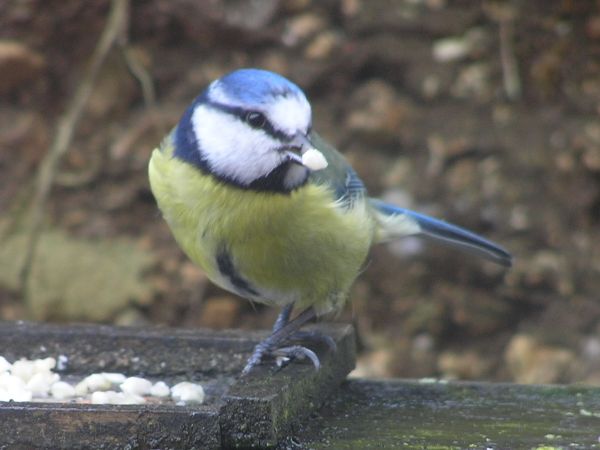 Blue Tit on 16th February 2006