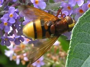 Hornet mimic hoverfly on 2nd August 2008