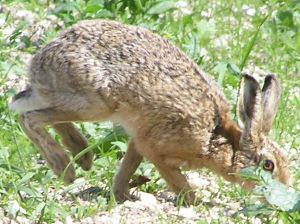 Hare on Fovant Down on 15th June 2009