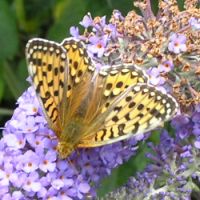 Dark Green Fritillary butterfly on 25th July 2009