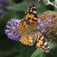 Tortoiseshell butterfly on 30th July 2009