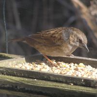 Dunnock on 7th March 2010