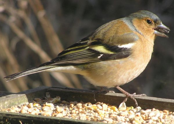 Cock Chaffinch on 7th March 2010