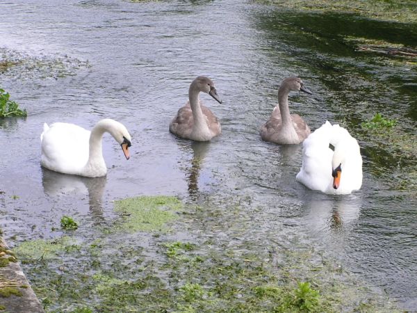 Swans on 18th September 2012