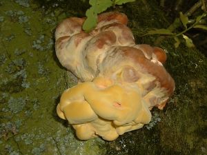 Unusual fungus on the Ox Drove a few years ago