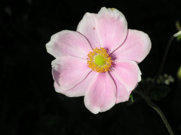 Japanese anemone on 29th August 2005