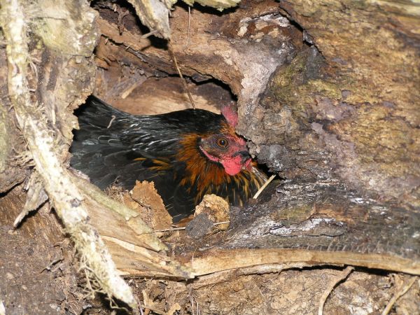 Chicken in hollow tree stump on 27th August 2005 Chicken in hollow tree stump on 27th August 2005
