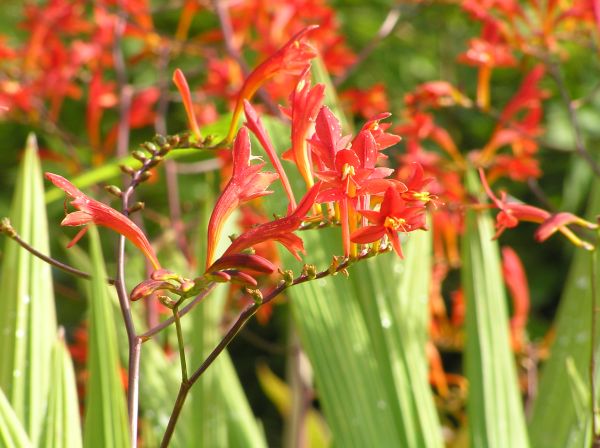Crocosmia on 26th August 2005 Crocosmia on 26th August 2005