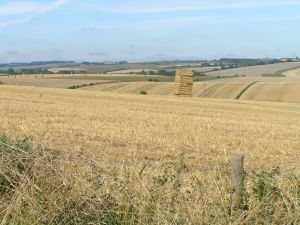 Field between Broad Chalke and Bowerchalke on 29th August 2005