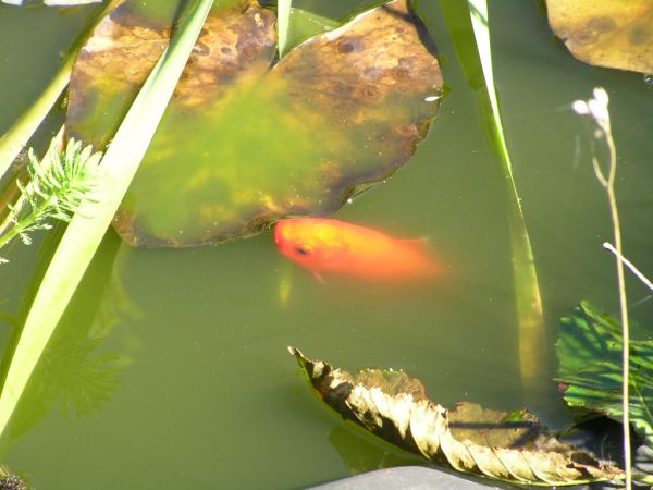 Goldfish on 28th August 2005 Goldfish on 28th August 2005