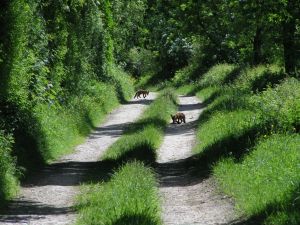 Fox cubs in Church Bottom on 4th June 2006