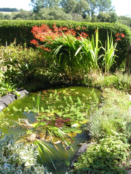 Pond on 28th August 2005