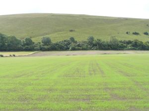 Young grass on 20th July 2009