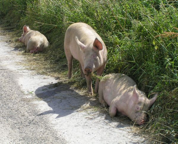 Escaped pigs on 12th July 2006