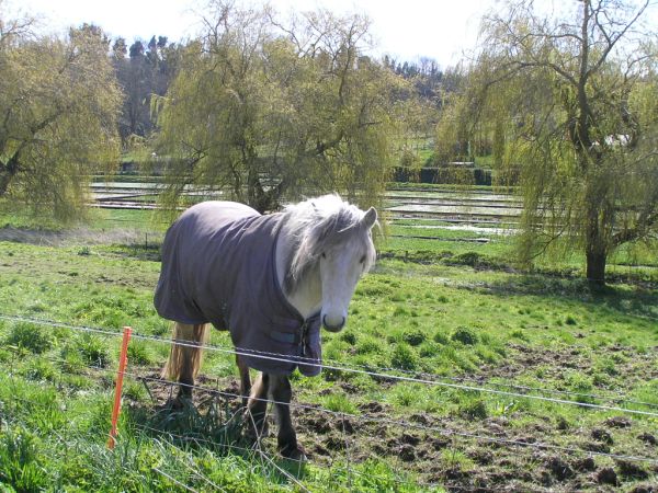 Horse at The Marsh on 15th April 2008