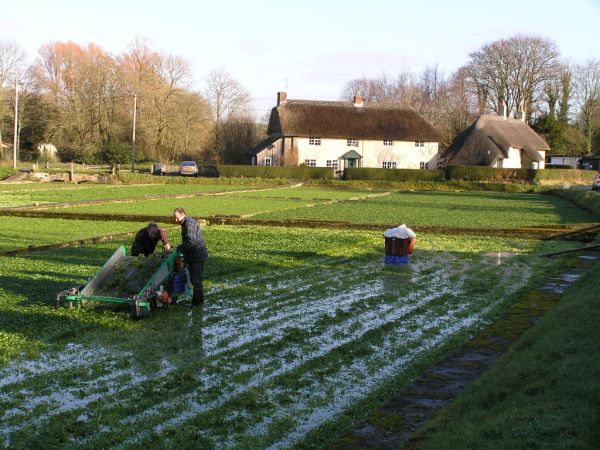 Watercress beds on 9th December 2008