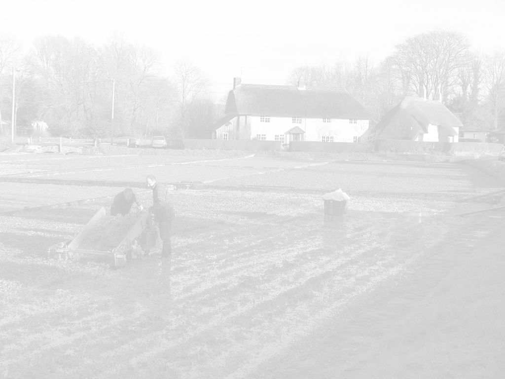 Watercress beds