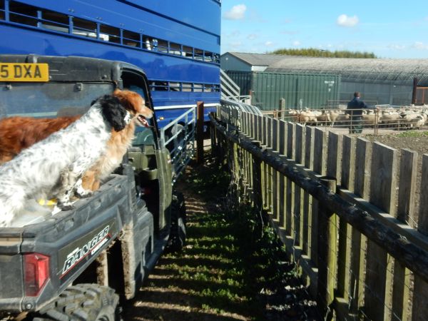 Loading sheep at Knowle Farm on 2nd September 2019