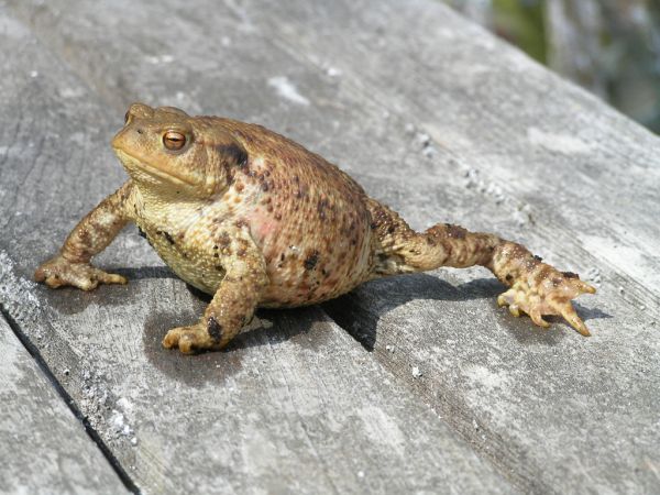 Female toad on 9th April 2007