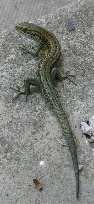 Lizard on 9th June 2008