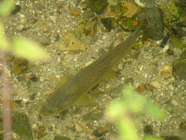 Trout on 25th August 2008